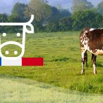 Boeuf Francais